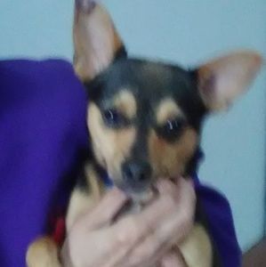 Meet your Posher, Henrietta